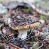 Russula nigricans